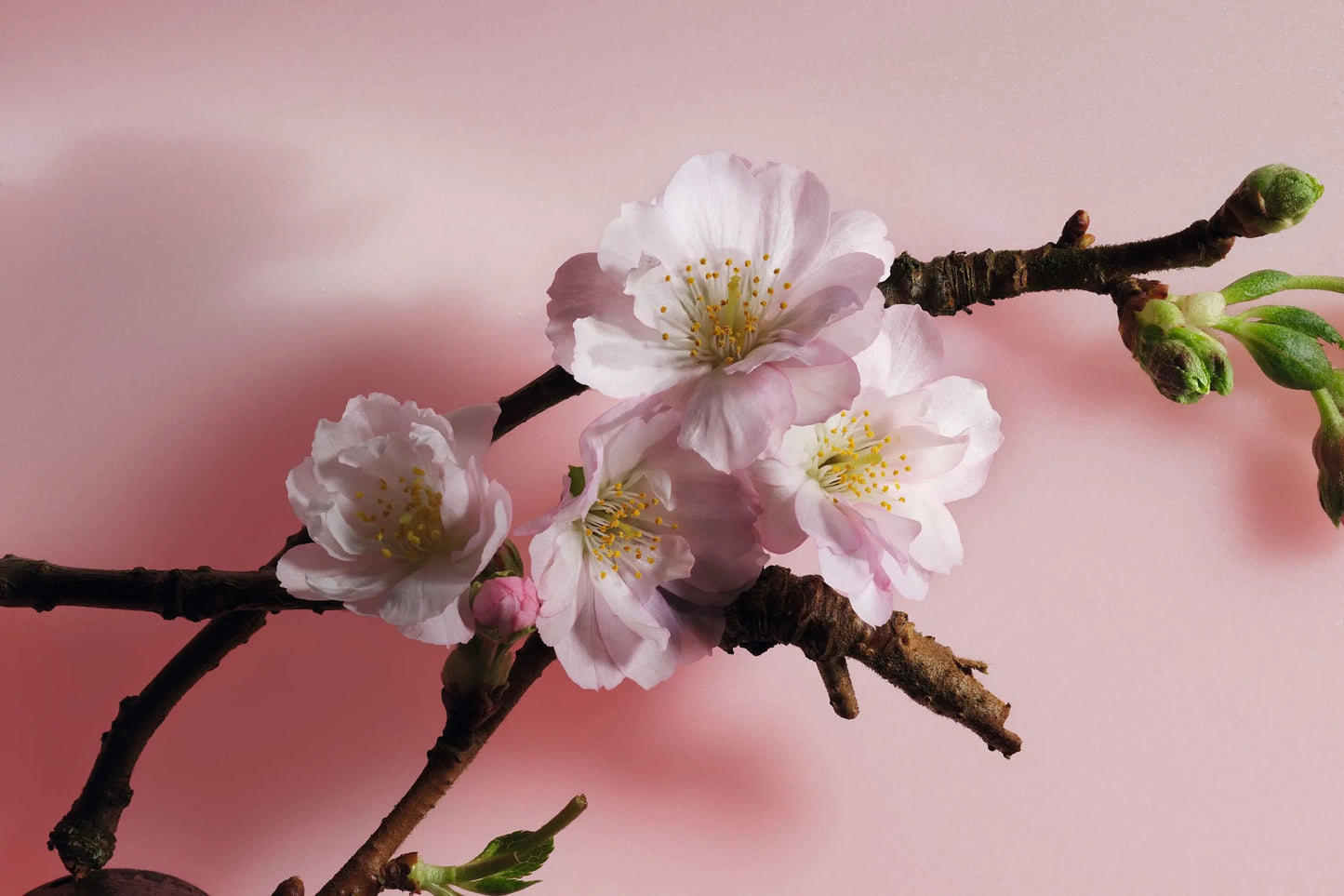 Parfum Sakura 100 ml Dior
