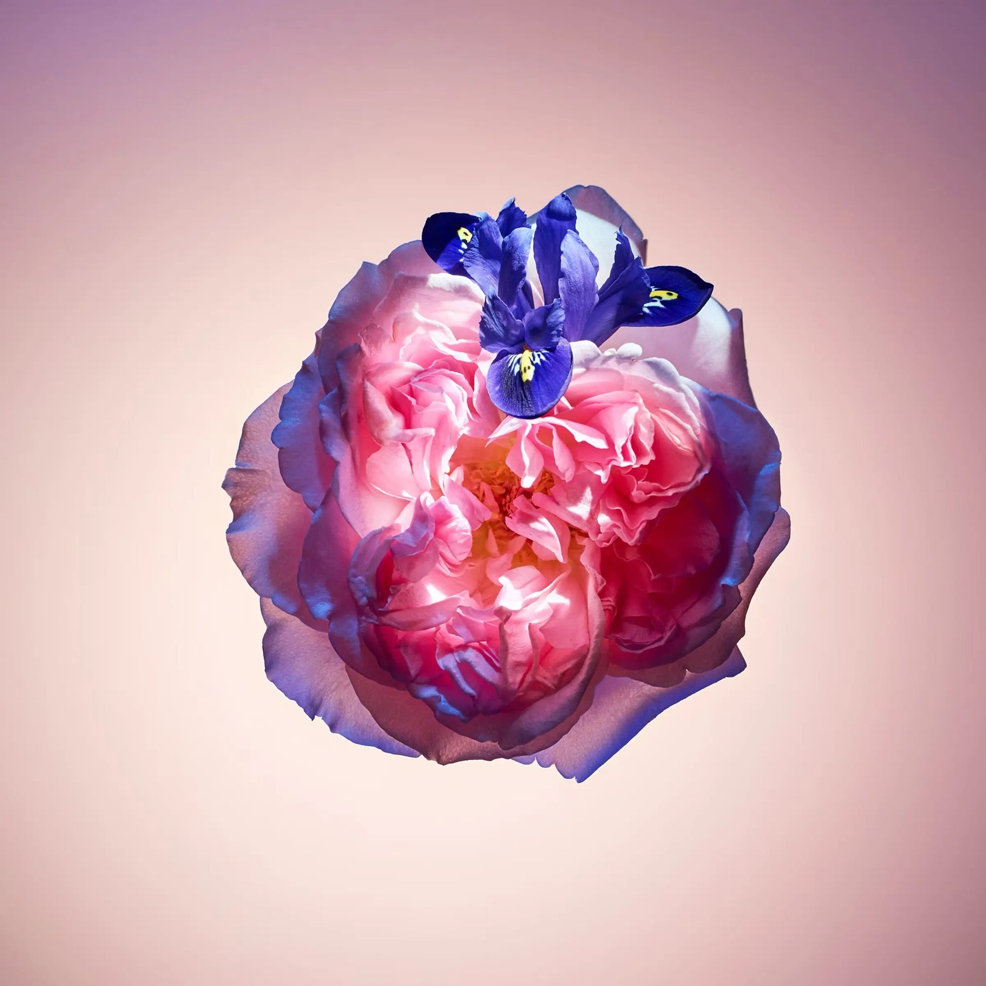 Parfum Rose des Vents Louis vuitton